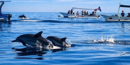 dolphin4
