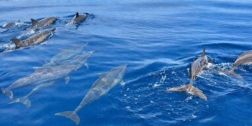 dolphin5