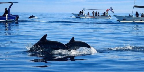 dolphin6
