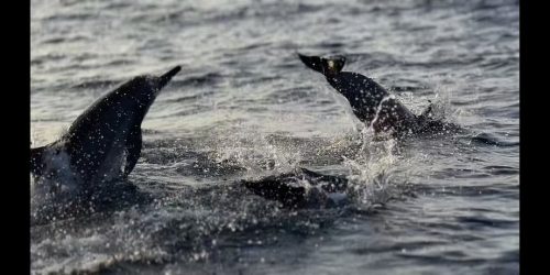 dolphin9
