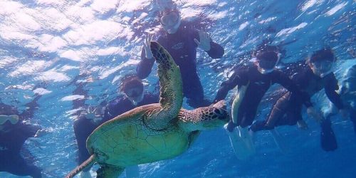 snorkling-lovina-4