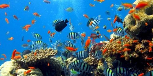 snorkling-lovina