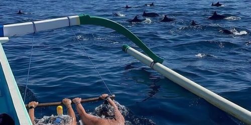 swim-with-dolphin2